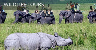 assam tour